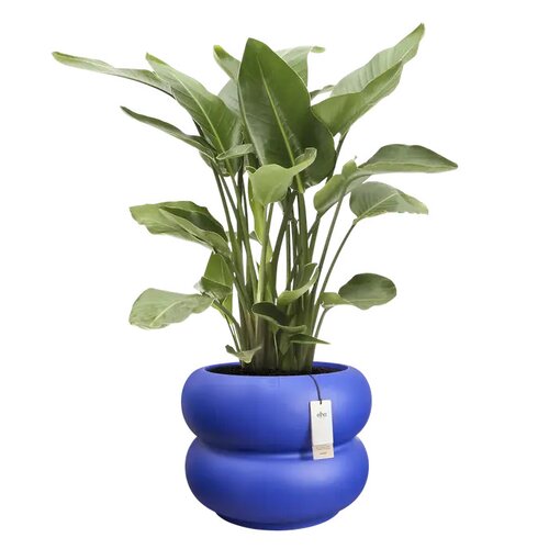 Elho Amber Roll Low bloempot - D43xH40cm Royal blue - afbeelding 2