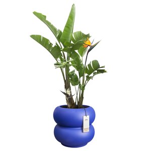 Elho Amber Roll Low bloempot - D60xH46cm Royal blue - afbeelding 2