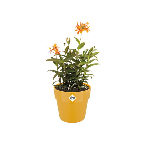 Elho b.for original rond 14cm oker - afbeelding 2