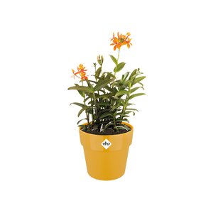 Elho b.for original rond 14cm oker - afbeelding 2