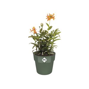 Elho b.for original rond 16cm - afbeelding 2