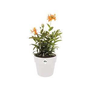 Elho b.for original rond 22cm wit - afbeelding 2