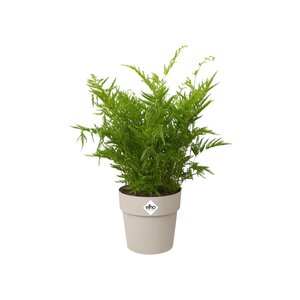 Elho b.for original rond mini 7cm - afbeelding 2