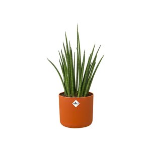 Elho b.for soft rond 18cm - afbeelding 3