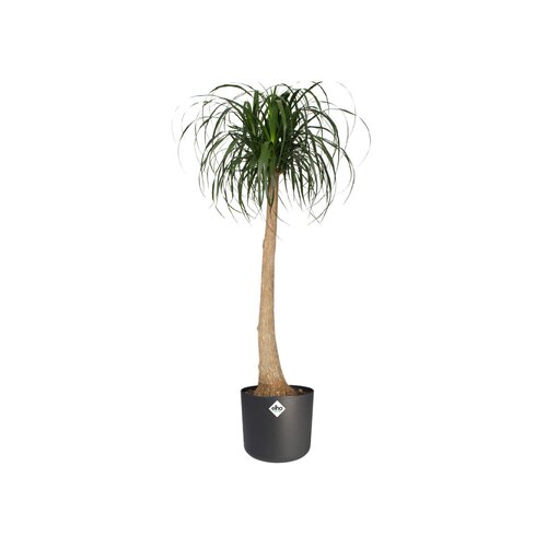 Elho b.for soft rond 18cm antraciet - afbeelding 2