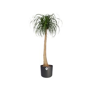 Elho b.for soft rond 18cm antraciet - afbeelding 2