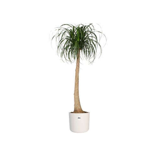 Elho b.for soft rond 30cm wit - afbeelding 2