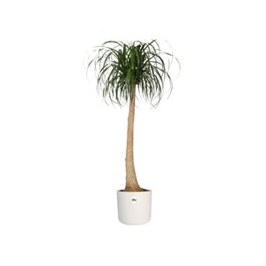 Elho b.for soft rond 30cm wit - afbeelding 2