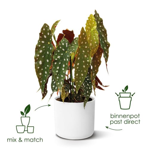 Elho b.for soft rond 30cm wit - afbeelding 3