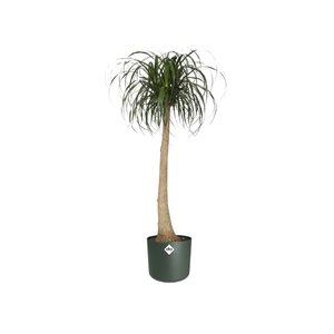 Elho Bloempot B.for Soft rond 25cm groen - afbeelding 3