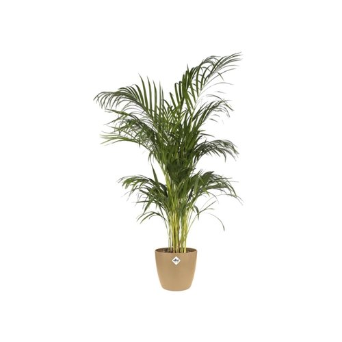 Elho Bloempot Brussels rond 14cm bruin - afbeelding 3