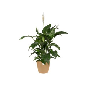 Elho Bloempot Brussels rond 16cm bruin - afbeelding 2