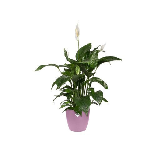 Elho Bloempot Brussels rond 18cm paars - afbeelding 2