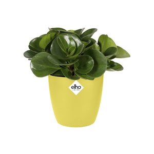 Elho Bloempot Brussels rond Mini 10,5cm geel - afbeelding 2