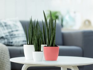 Elho Bloempot Brussels rond Mini 10,5cm roze - afbeelding 3