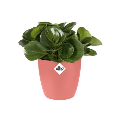 Elho Bloempot Brussels rond Mini 7cm roze - afbeelding 2