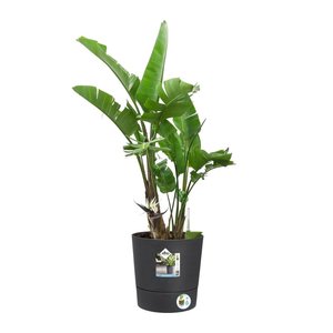 Elho Bloempot Greensense Aqua Care rond 30cm grijs - afbeelding 2