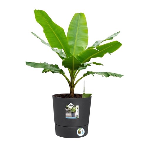 Elho Bloempot Greensense Aqua Care rond 30cm grijs - afbeelding 4