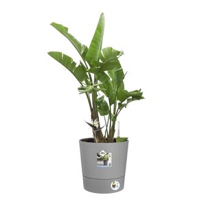 Elho Bloempot Greensense Aqua Care rond 35cm grijs - afbeelding 2