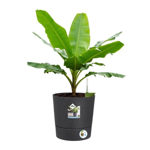 Elho Bloempot Greensense Aqua Care rond 35cm grijs - afbeelding 2