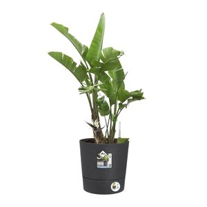 Elho Bloempot Greensense Aqua Care rond 35cm grijs - afbeelding 3