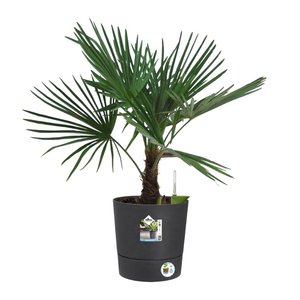 Elho Bloempot Greensense Aqua Care rond 35cm grijs - afbeelding 4