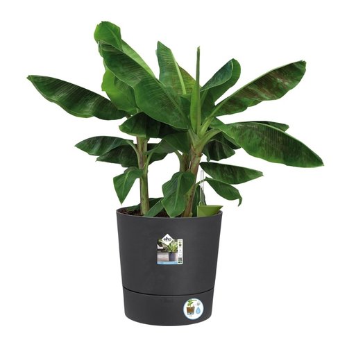 Elho Bloempot Greensense Aqua Care rond 43cm grijs - afbeelding 4