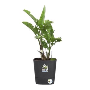 Elho Bloempot Greensense Aqua Care vierkant 38cm grijs - afbeelding 2
