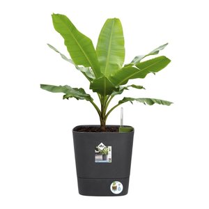 Elho Bloempot Greensense Aqua Care vierkant 38cm grijs - afbeelding 4