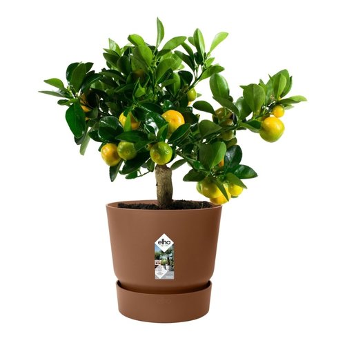 Elho Bloempot Greenville rond 25cm bruin - afbeelding 2