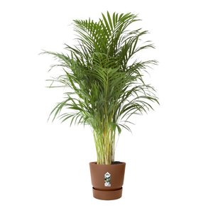 Elho Bloempot Greenville rond 30cm bruin - afbeelding 4