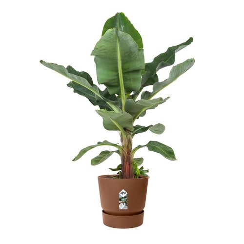 Elho Bloempot Greenville rond 40cm bruin - afbeelding 3