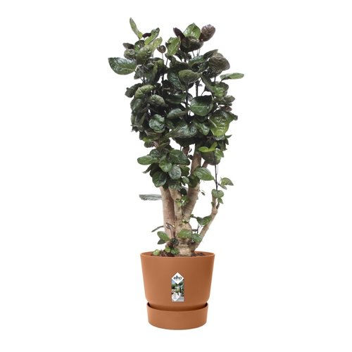 Elho Bloempot Greenville rond 40cm bruin - afbeelding 4