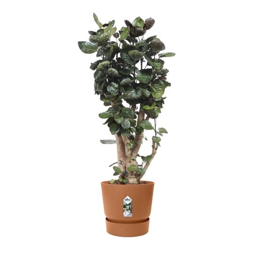 Elho Bloempot Greenville rond 47cm bruin - afbeelding 4