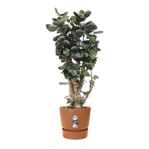 Elho Bloempot Greenville rond 47cm bruin - afbeelding 4