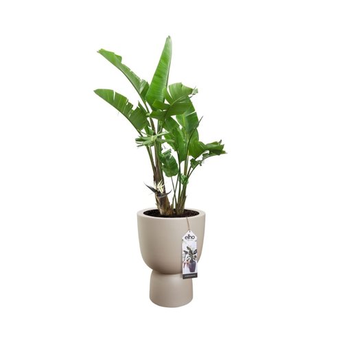 Elho Bloempot Pure Coupe 35cm beige - afbeelding 2