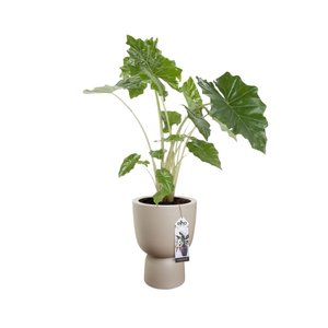 Elho Bloempot Pure Coupe 35cm beige - afbeelding 3