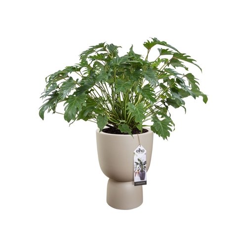 Elho Bloempot Pure Coupe 35cm beige - afbeelding 4