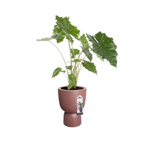 Elho Bloempot Pure Coupe 35cm bruin - afbeelding 2