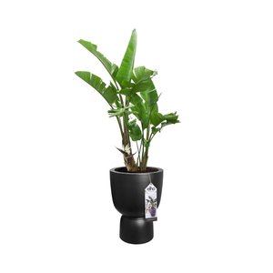 Elho Bloempot Pure Coupe 35cm zwart - afbeelding 2