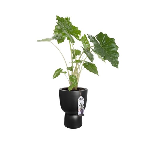 Elho Bloempot Pure Coupe 35cm zwart - afbeelding 3