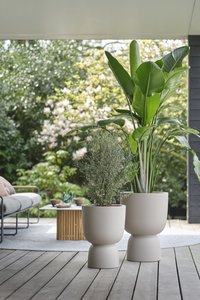 Elho Bloempot Pure Coupe 41cm beige - afbeelding 7