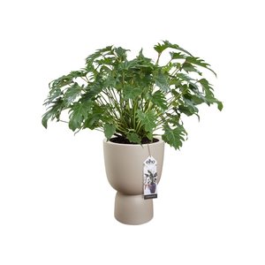Elho Bloempot Pure Coupe 41cm beige - afbeelding 4