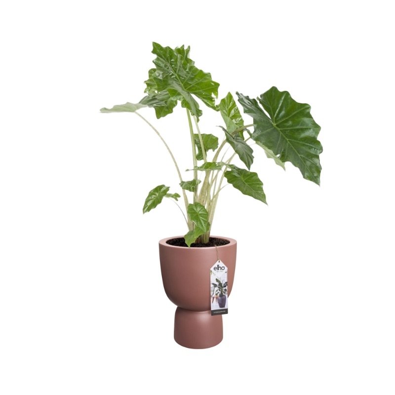 auditorium Zeemeeuw lus Elho Bloempot Pure Coupe 41cm bruin - Tuincentrum Coppelmans