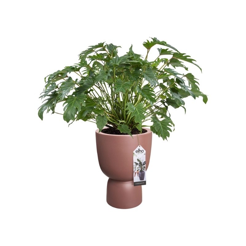 auditorium Zeemeeuw lus Elho Bloempot Pure Coupe 41cm bruin - Tuincentrum Coppelmans