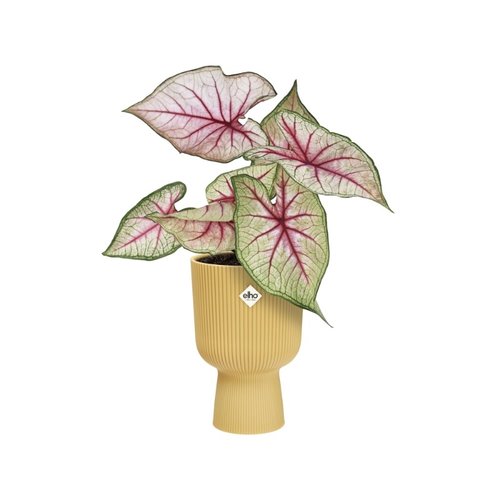 Elho Bloempot Vibes Fold Coupe 14cm geel - afbeelding 3