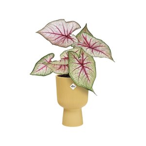 Elho Bloempot Vibes Fold Coupe 14cm geel - afbeelding 3