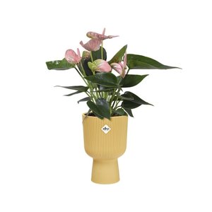 Elho Bloempot Vibes Fold Coupe 14cm geel - afbeelding 4