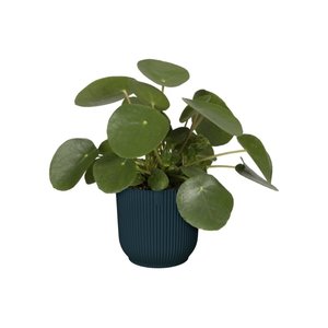 Elho Bloempot Vibes Fold rond 25cm blauw - afbeelding 3