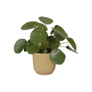 Elho Bloempot Vibes Fold rond 25cm geel - afbeelding 2